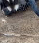 Orphaned Raccoons Play With Hose