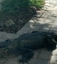 Gator Walks Up to Woman's Front Door