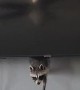 Raccoon Likes to Hide Behind Television