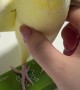 Cockatiel Turns Into a Squeaky Toy
