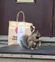 Squirrel Enjoys His Food Delivery