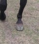 Horse Seems Amused With Missing Shoe