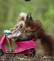 Red Squirrel Joins Toy World