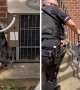 Police rescue runaway pig