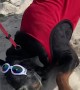 Dog with Goggles Loves Sand