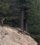 Sheep Escape Encounter With Wolf