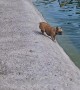 A Small Dog Tries To Swim