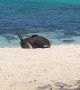 Lazy Seal Rolls Back To The Water