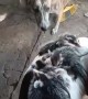 Baby Opossums Ride on Dog's Back