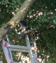Young Green Heron Learns to Use Ladder After Falling Out of Tree