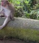 Monkey Tries to Bite Tourist in Bali