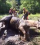 Firefighters rescued horse stuck in the mud