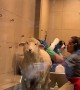 Sheep Does Not Want To Get Clean