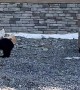 Bear Family Investigates New Building