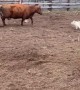 Crazy Cow