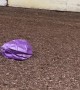 Horse Meets and Defeats Purple Exercise Ball