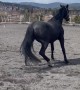 Playful Horse Takes a Tumble and Trots Off Like Nothing Happened