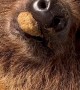 Adorable Sloth Sleeps With Food in His Mouth