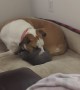 Gentle Dog Plays With New Kitten