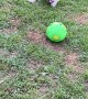 Playful Dog Startled By Spontaneous Ball Transformation
