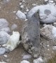 Seal Pup Gets A Back Scratch From Mom