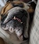 Bulldog Sleeps Soundly in Dad's Arms