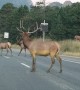 Caution: Elk Crossing