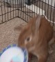 Bunny Throws A Temper Tantrum For More Salad