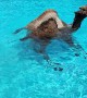 Camels Take a Dip in Swimming Pool