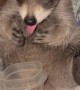 Little Raccoon Enjoys a Bedtime Snack