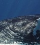 Diver Captures Incredible Footage of Humpback Whale and Calf