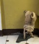 Pug Takes A Dump Upside Down
