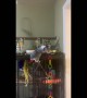 Cairo The Parrot Wants Kitty To Be Quiet