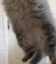 Extra Fluffy Cat Fails The Catch