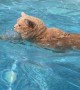 Cat Cools Off in Swimming Pool