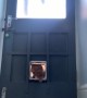 Neighbour's Cat Knocks On Door Flap
