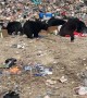 Anti-Bear Noisemaker Test At The Dump