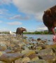 Alaskan Bear Eats Caught Fish
