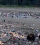 Hungry Black Bears Pick Through Landfill
