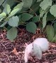 Albino Squirrel In Minnesota