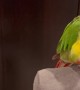 A Parrot Does His Chores