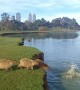 Capybaras Jumping Into The Water