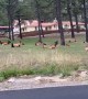 Herd of Elk Takes Over Neighborhood Yard