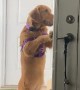 Golden Retriever Lets Itself Inside