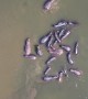 Hippos From Above In The Zambezi River