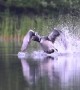 Loon Aborts Take Off