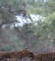 Two Leopards Getting Passionate