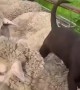 Watch This Brown Lab Master the Art of Sheepwalking