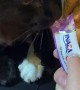 Cats Come to Blows Over Tasty Treat