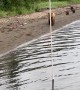 When A Family of Bears Passed By Our Float Plane